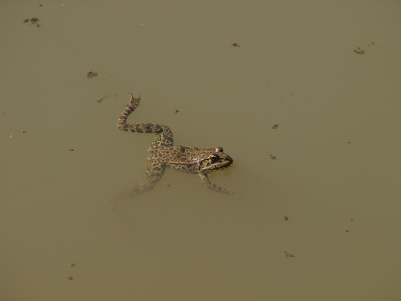 Pelophylax ridibundus