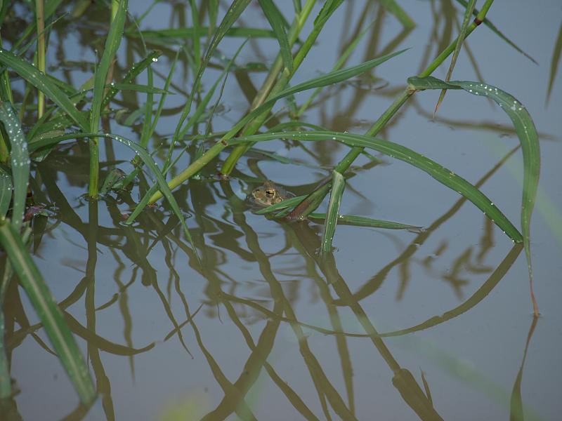 Pseudepidalea viridis