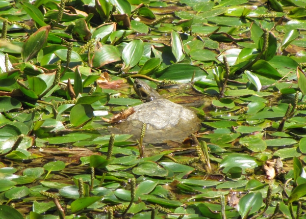 Mauremys rivulata