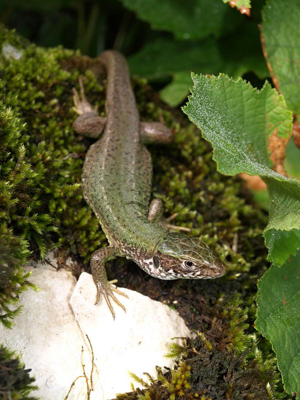 Lacerta viridis