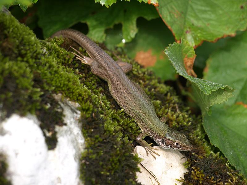 Lacerta viridis