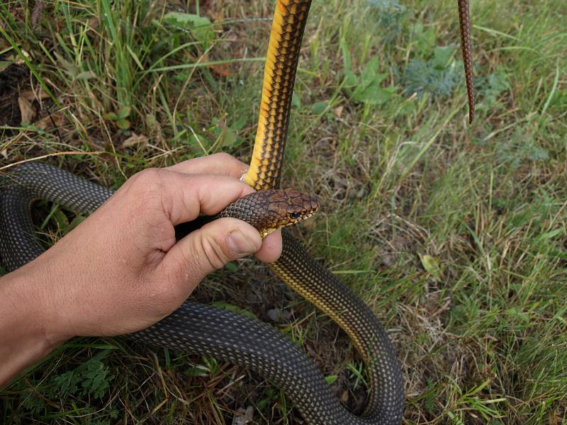 Dolichophis caspius