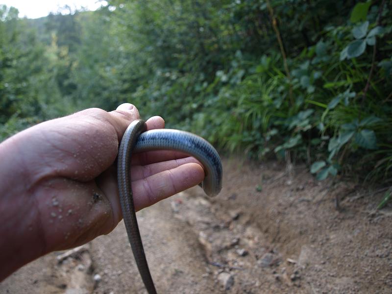 Anguis fragilis s.l.