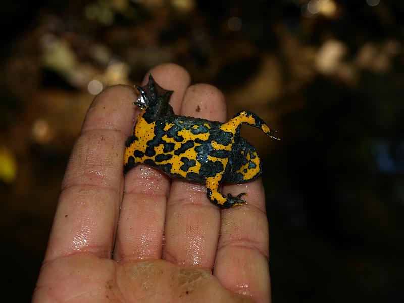 Bombina variegata