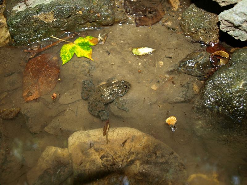 Bombina variegata