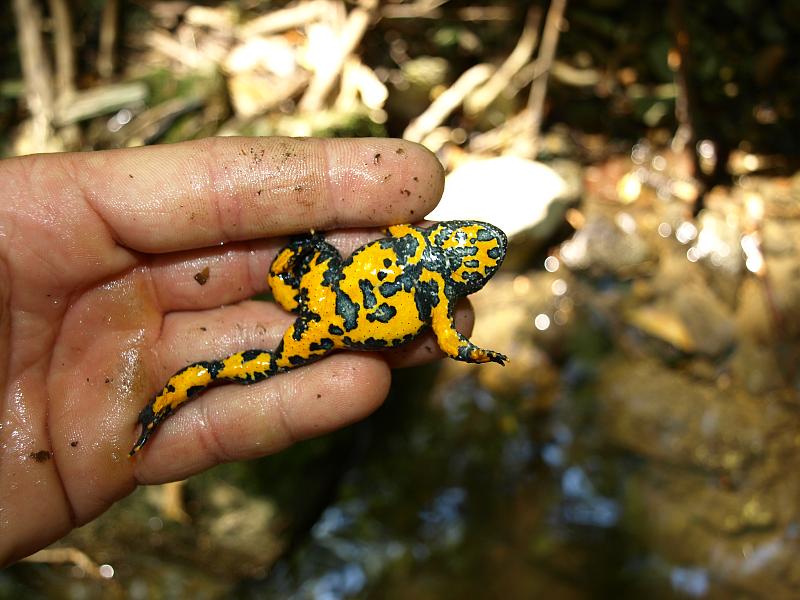 Bombina variegata