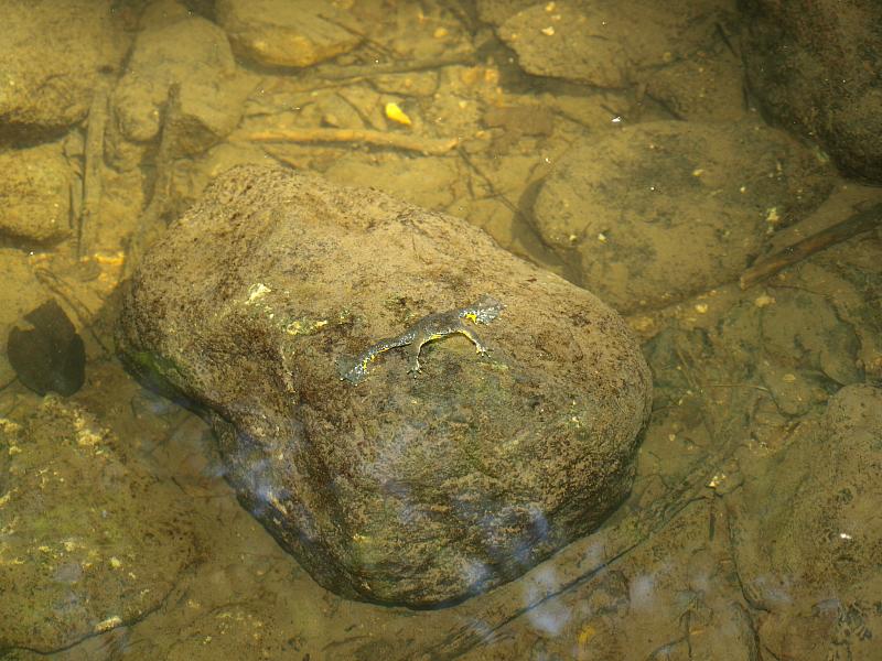 Bombina variegata