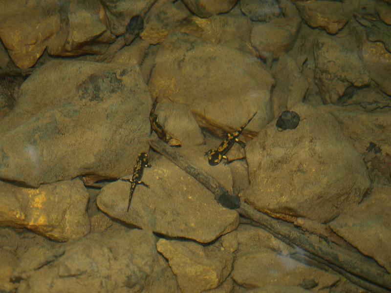 Salamandra salamandra