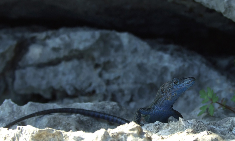 Dalmatolacerta oxycephala