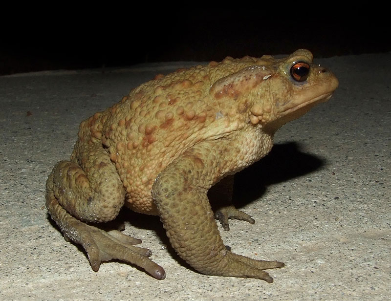 Bufo bufo