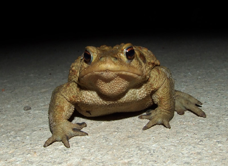 Bufo bufo