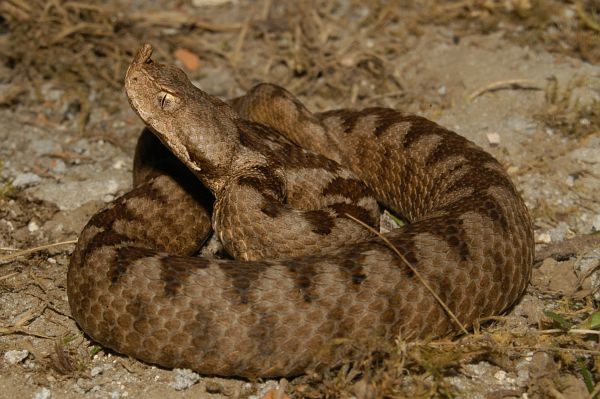 Vipera ammodytes