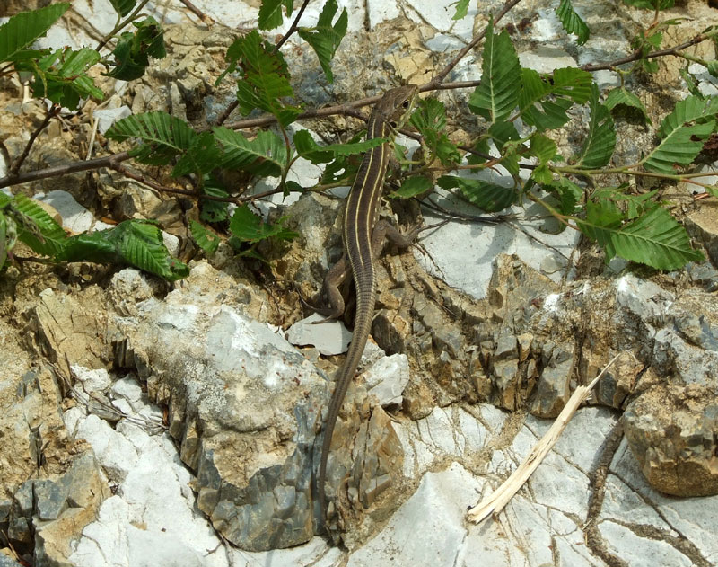 Lacerta trilineata