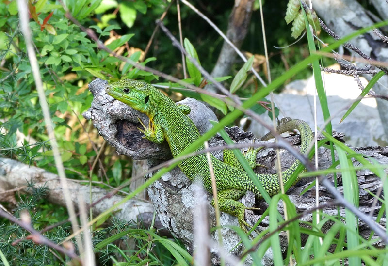 Lacerta trilineata