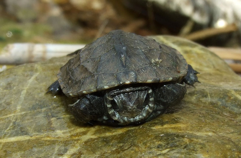 Mauremys rivulata