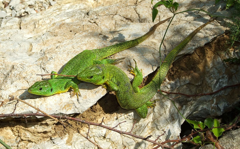 Lacerta trilineata