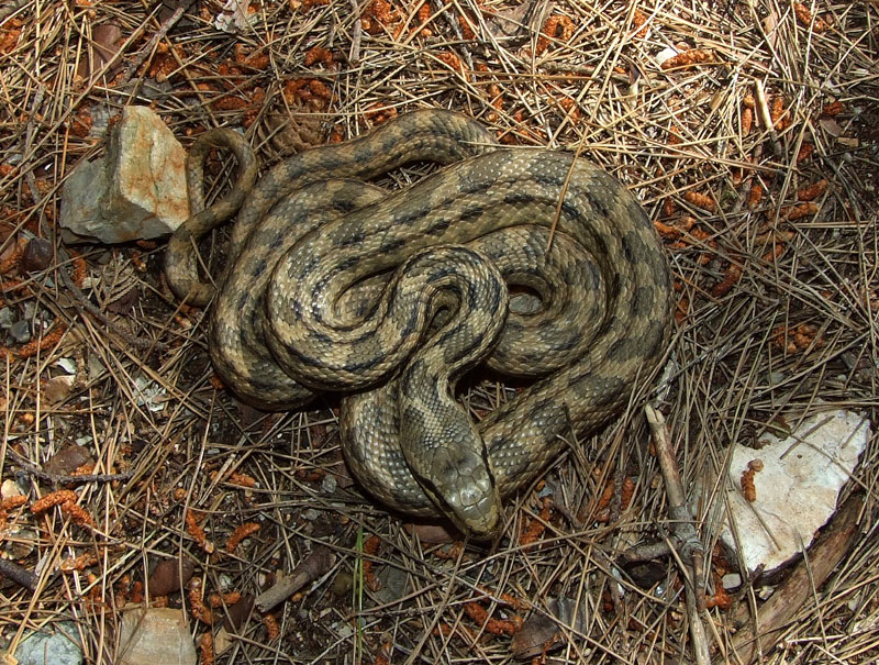 Elaphe quatuorlineata