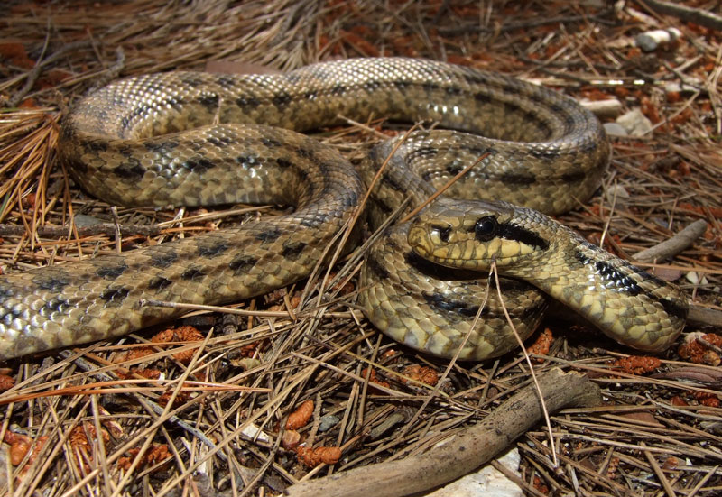 Elaphe quatuorlineata