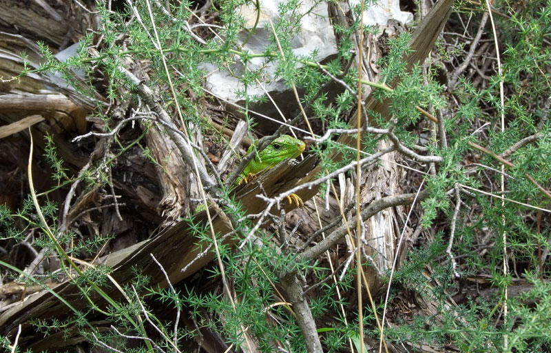 Lacerta trilineata