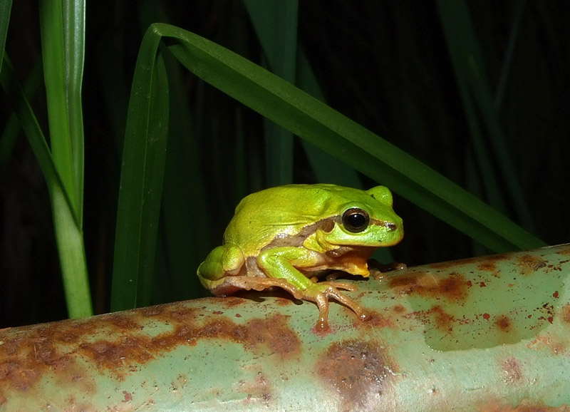 Hyla arborea