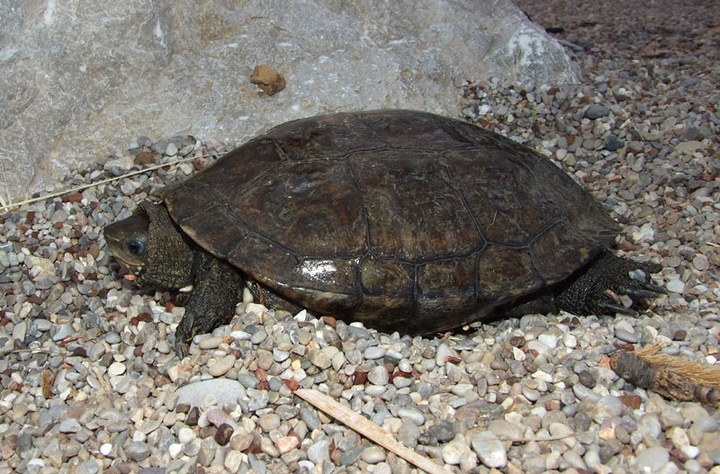 Mauremys rivulata