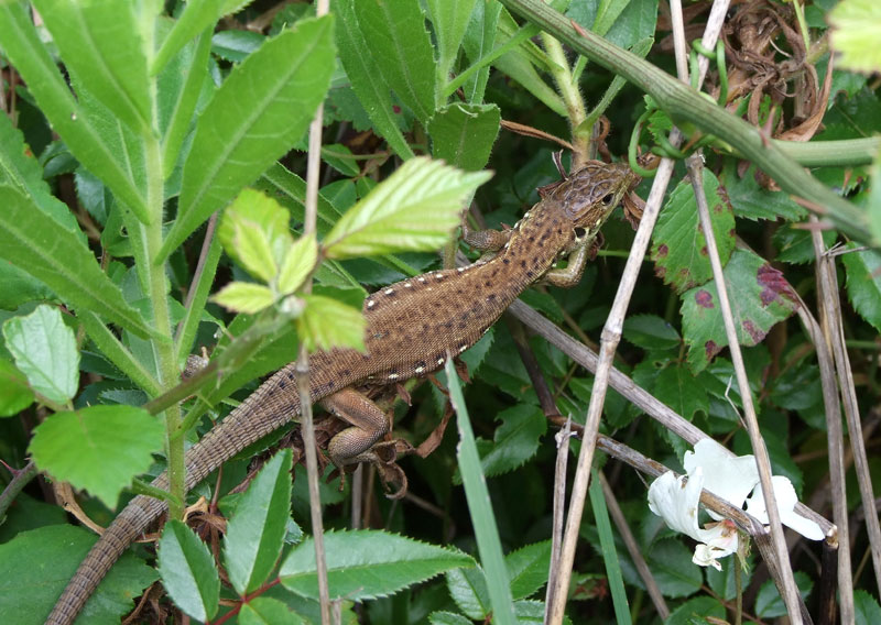 Lacerta trilineata