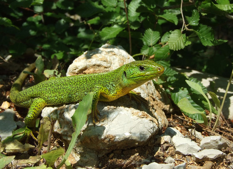 Lacerta trilineata