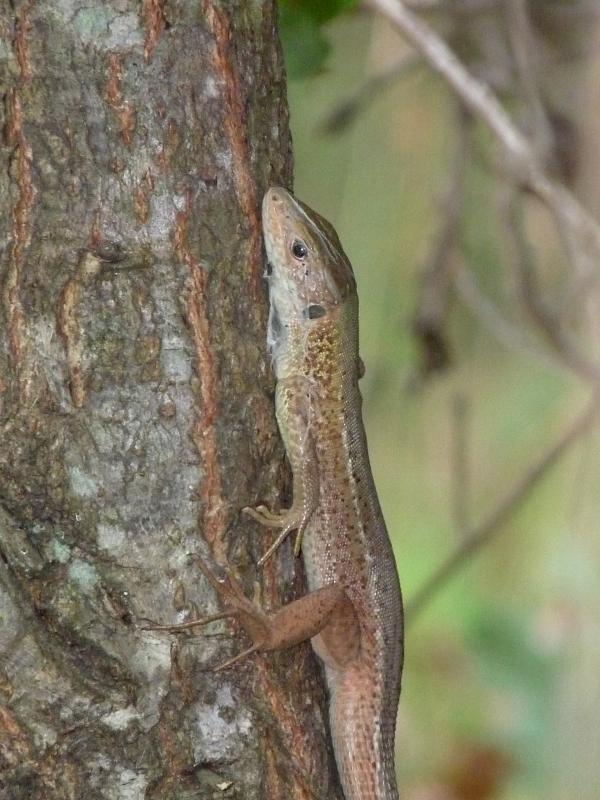 Lacerta viridis