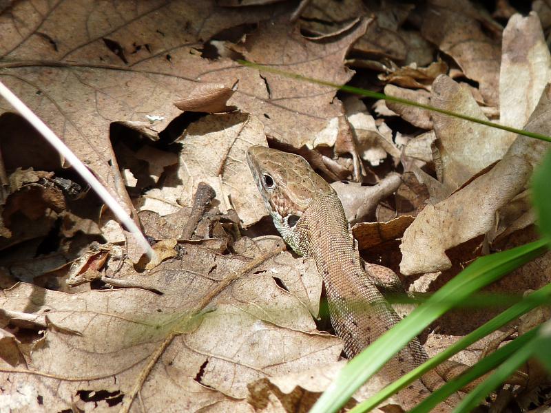 Lacerta viridis