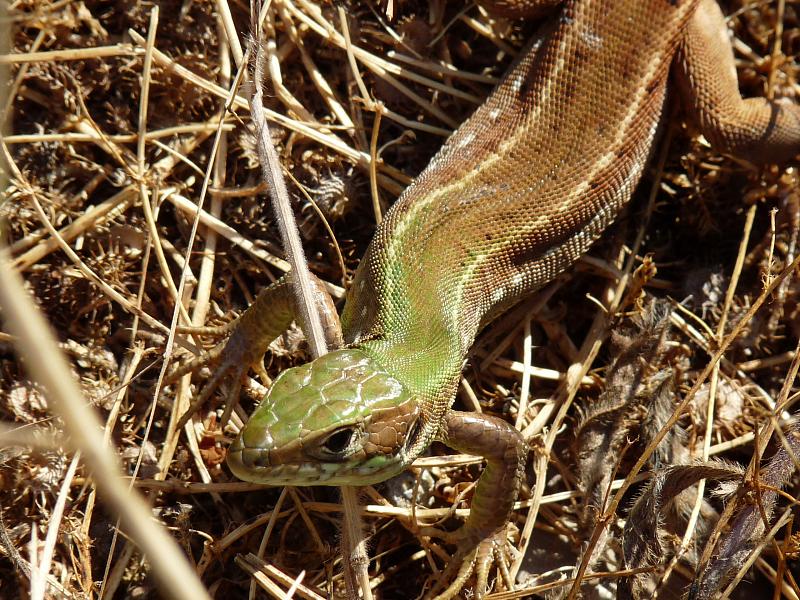 Lacerta viridis