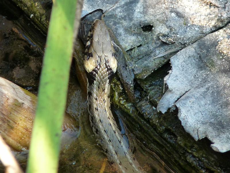 Natrix natrix