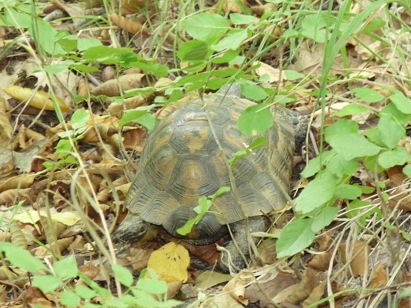 Testudo graeca