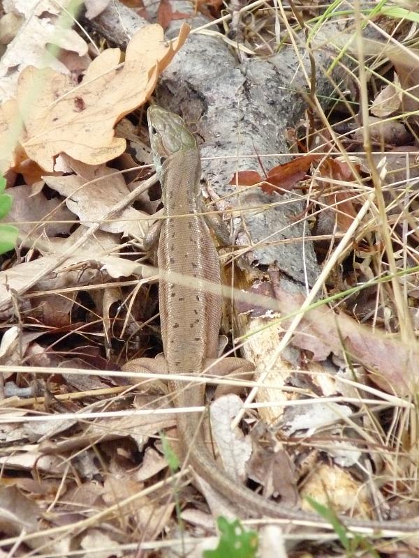 Lacerta viridis