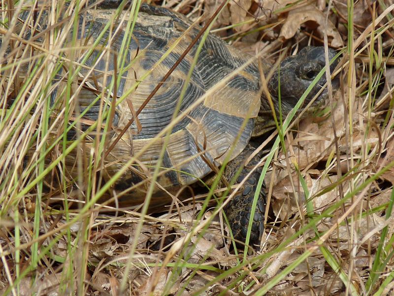 Testudo graeca