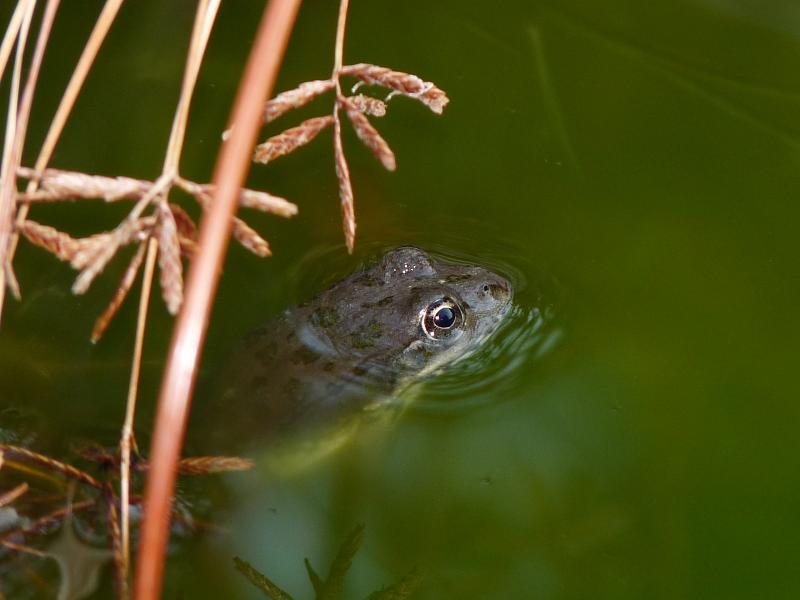 Pelophylax ridibundus