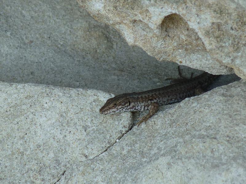 Podarcis muralis