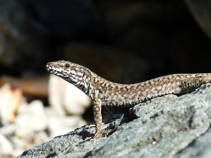 Podarcis muralis