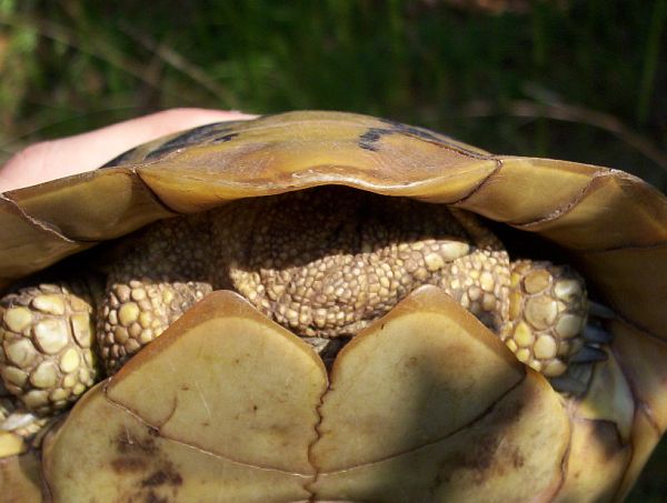 Testudo hermanni