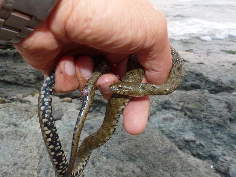 Natrix tessellata