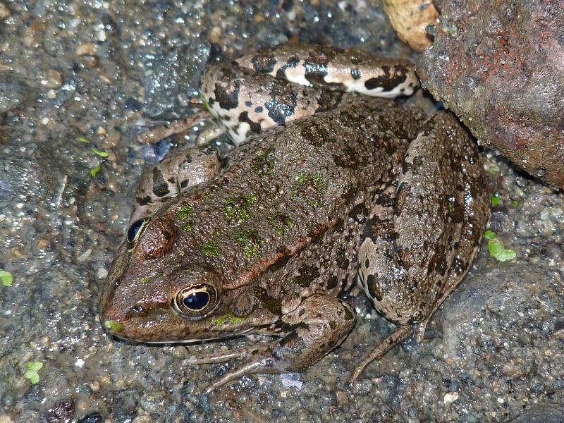 Pelophylax ridibundus