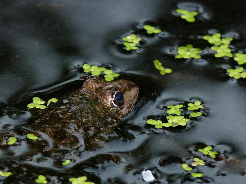 Pelophylax ridibundus