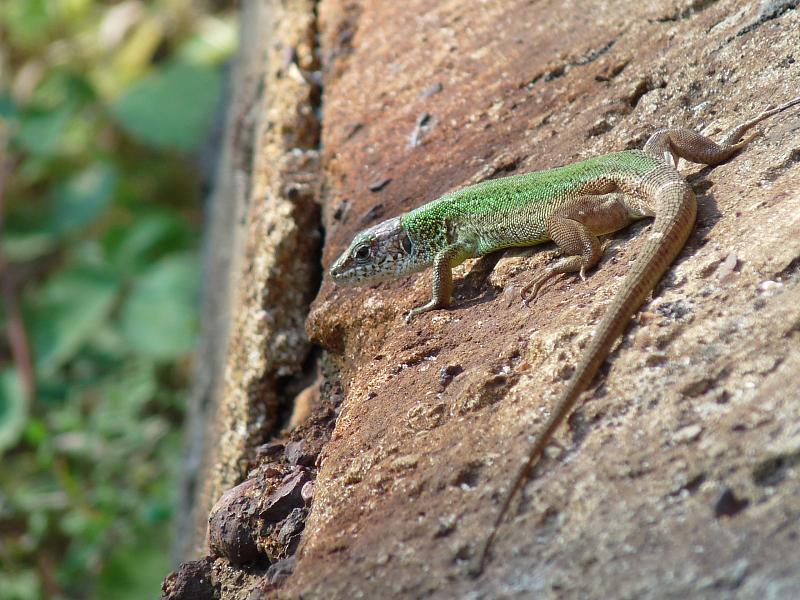 Lacerta viridis