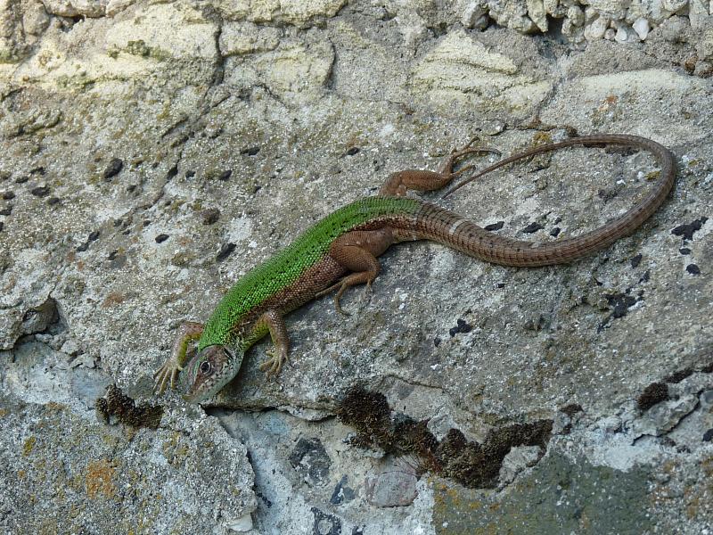 Lacerta viridis