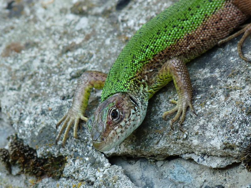 Lacerta viridis