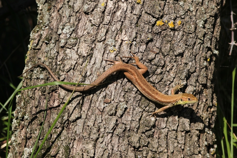 Lacerta viridis