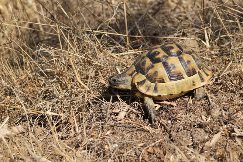 Testudo graeca