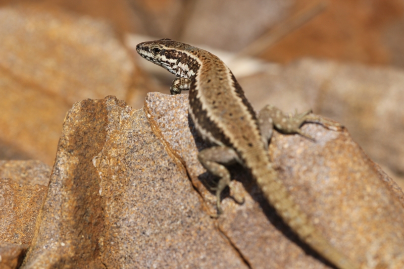 Podarcis muralis