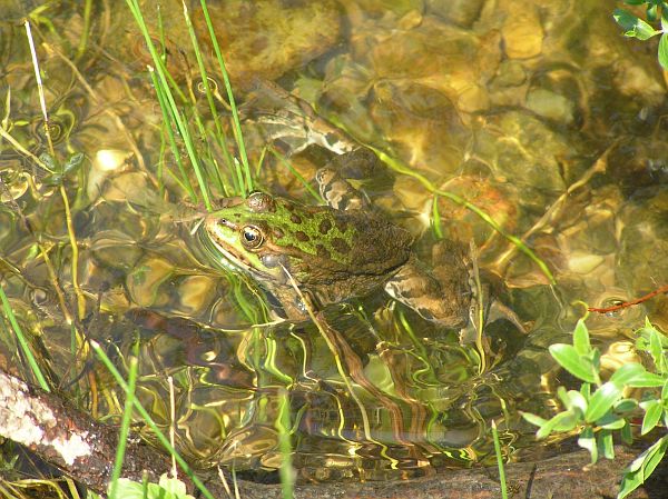 Pelophylax ridibundus