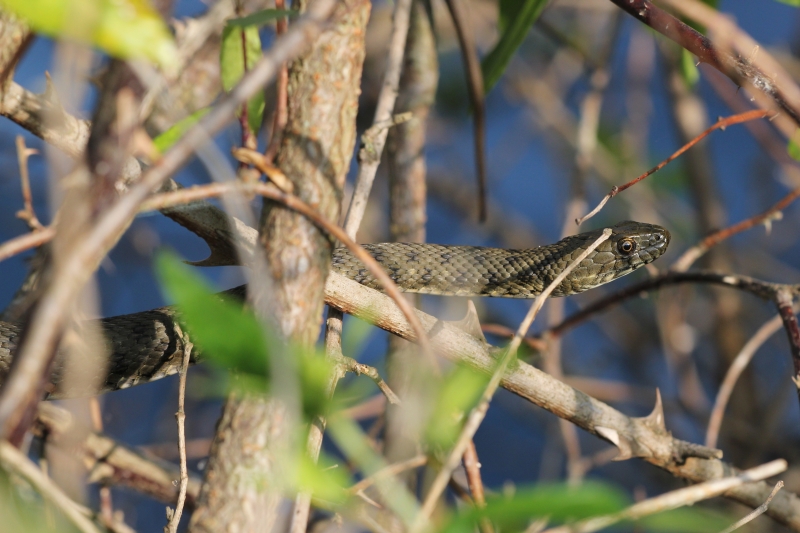 Natrix tessellata