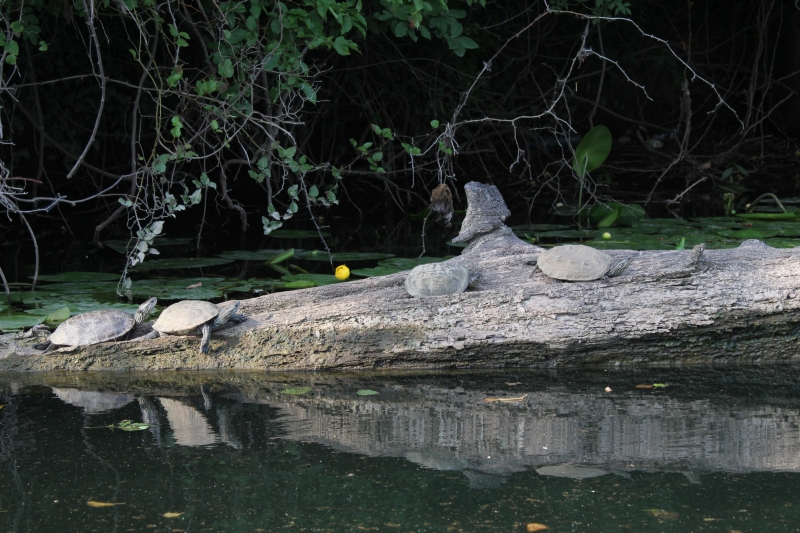 Mauremys rivulata